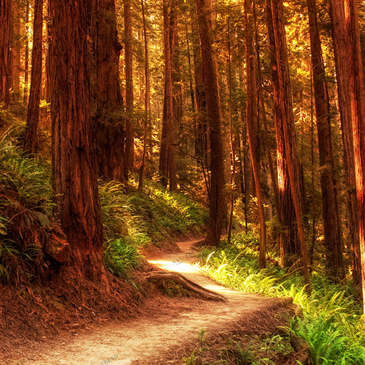 A1-016 Фотообои DIVINO Collection A 2.7х2 м A1016