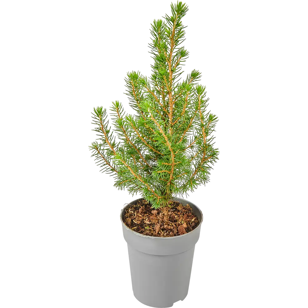 Ель Коника d11 h30 см Santreyd STLM-2068762