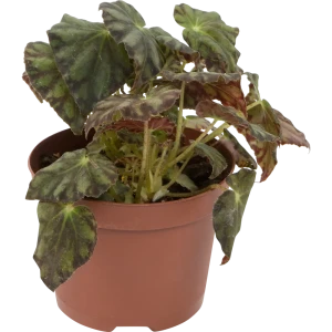 Santreyd Бегония королевская - вечнозеленое цветущее украшение интерьера 82560399