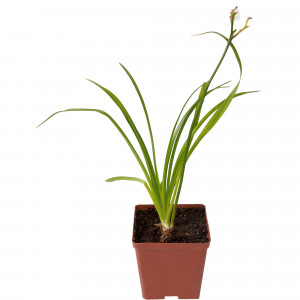 82595150 Лилейник «Пинк Страйпс» 15x15 см