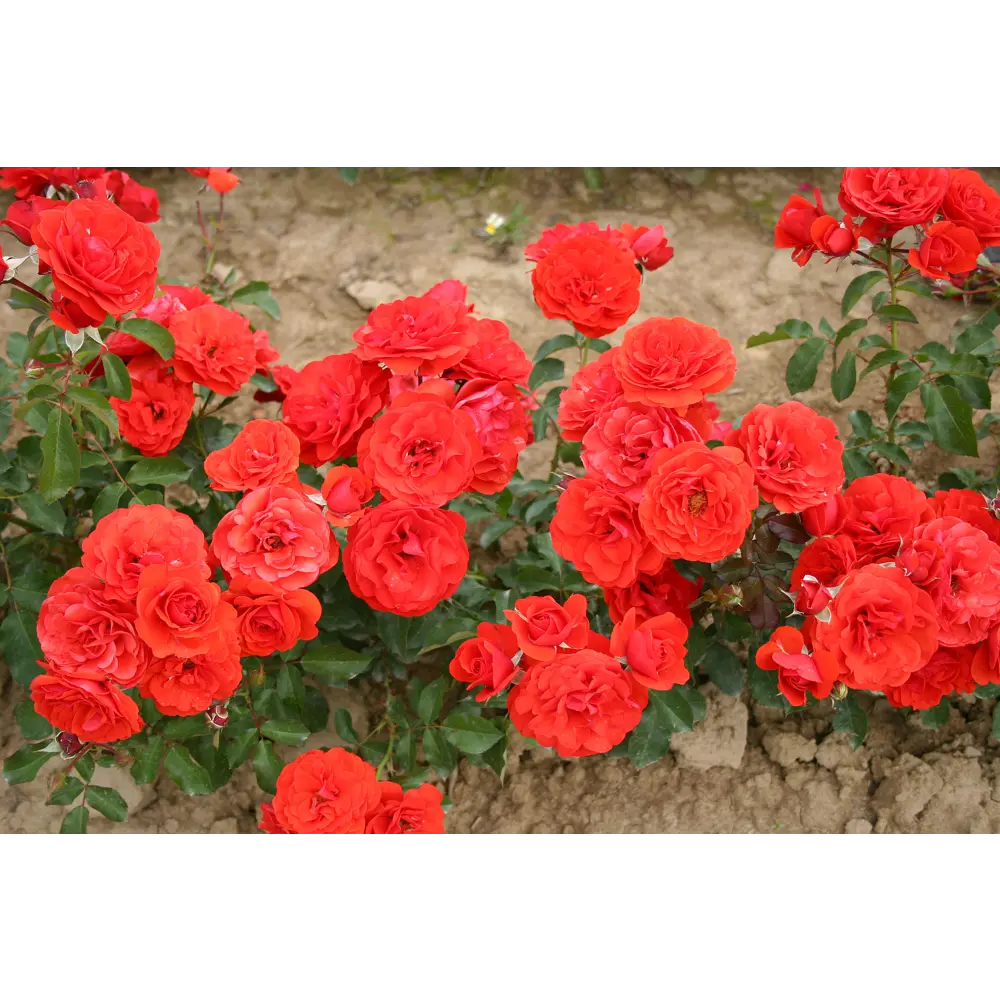 Роза миниатюрная Оранж Джувел ø19 h55 см 84827412 STLM-2111762 PLANTMARKET 