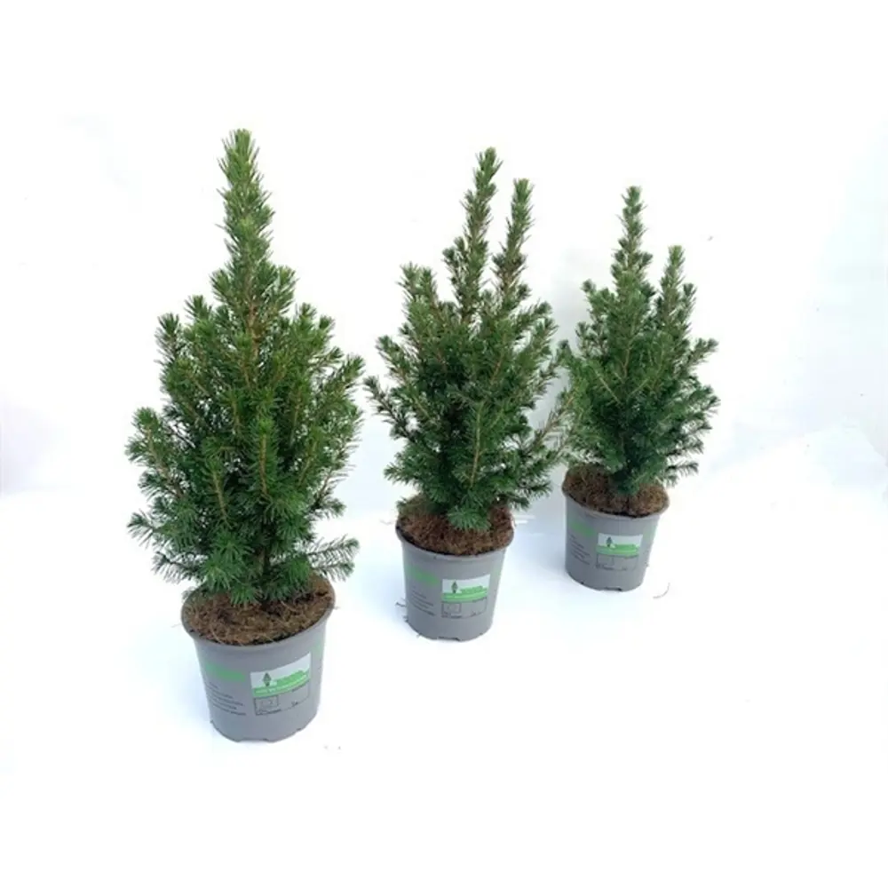 Ель Глаука Коника ø13 h35-40 см Santreyd STLM-2194388