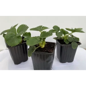 Santreyd Земляника Гарижет - крупноплодная садовая с премиальными ягодами 89366448