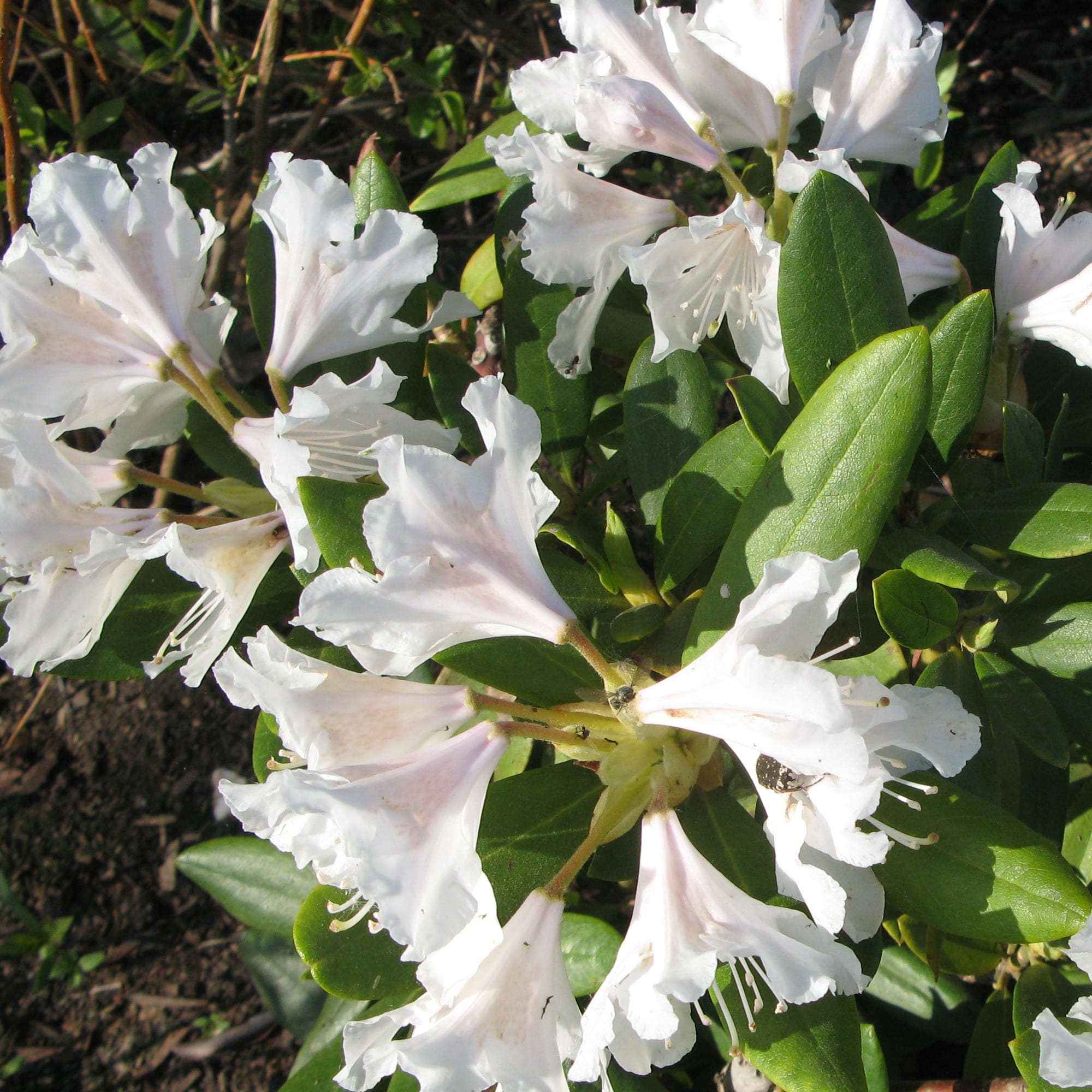 17892105 Рододендрон Каннингемс Уайт P9 Santreyd  - Вид №1