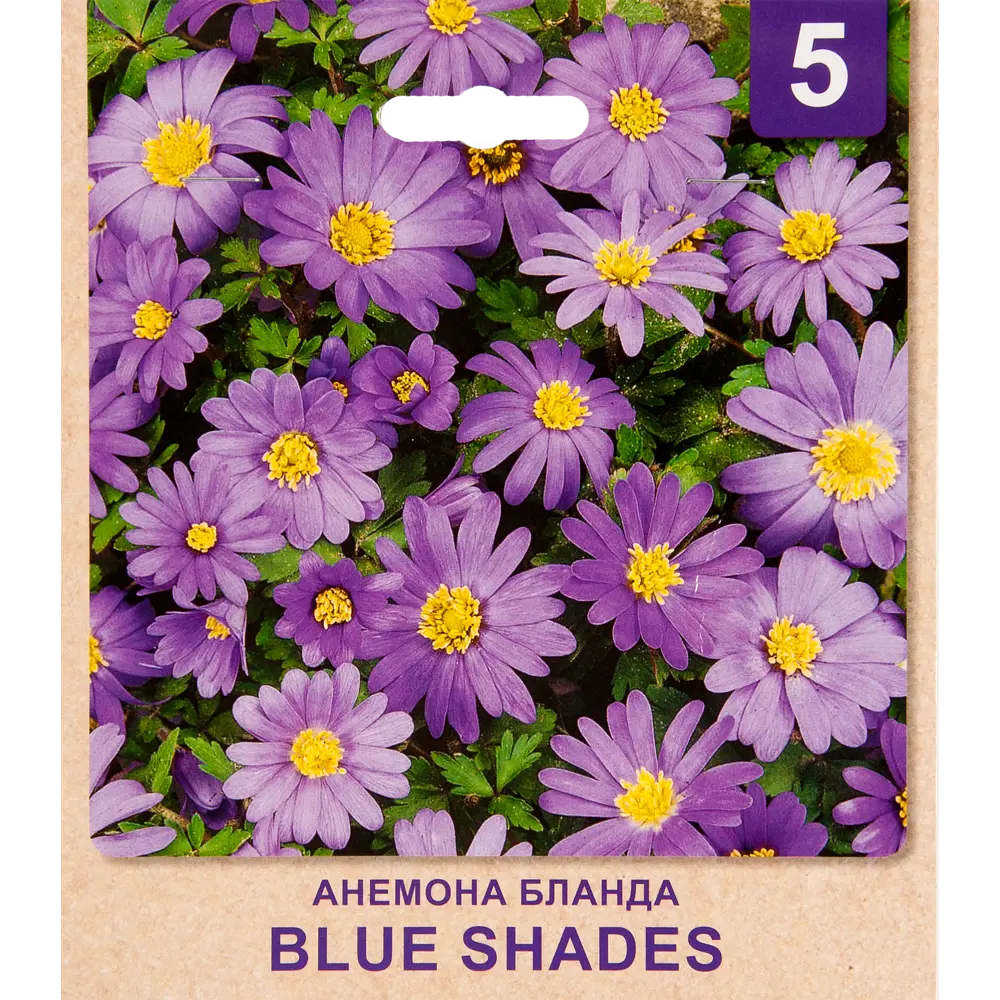Анемона «Blue Shades» размер луковицы 5/6, 5 шт Santreyd STLM-2087915