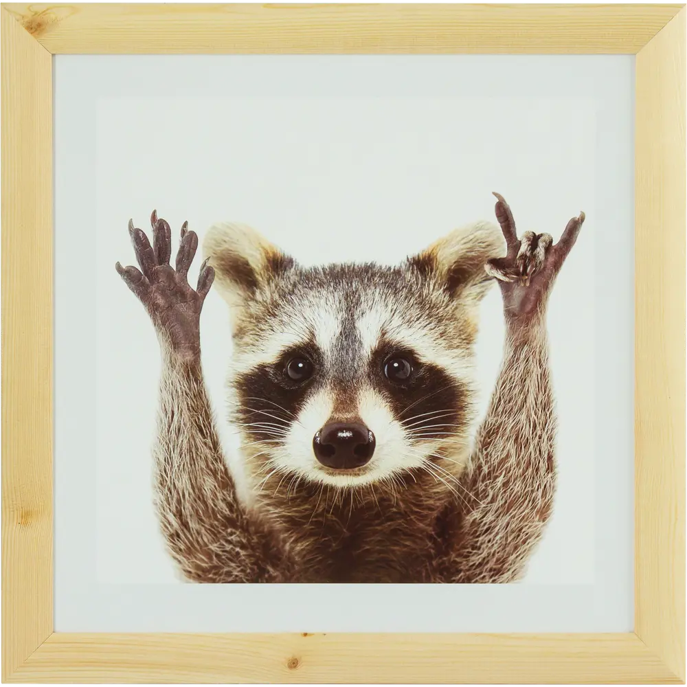 Постер в раме 40x40 см Енот Santreyd STLM-2185958