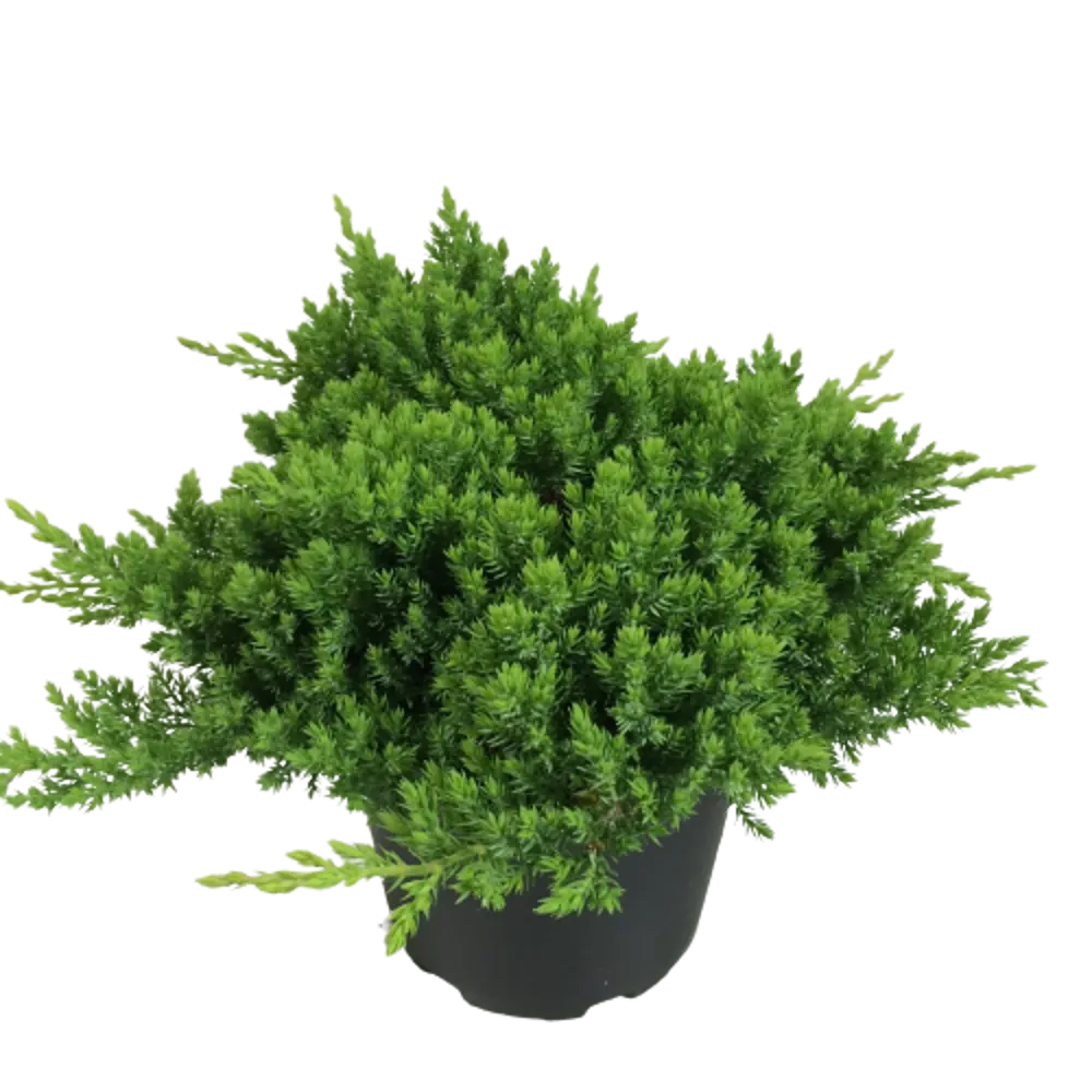 Можжевельник лежачий Нана ø19 h55 см 84834043 STLM-2071332 PLANTMARKET 