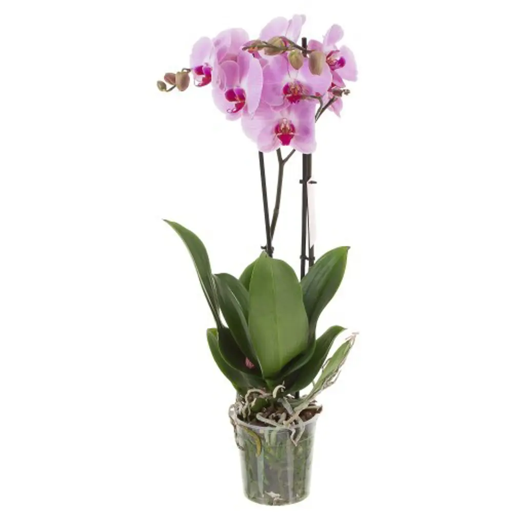 Фаленопсис фиолетовый микс 2 ствола 12x60 см 82619827 STLM-2000195 OZ 