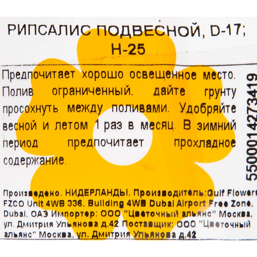 Рипсалис подвесной 17x25 см 82850376 STLM-2164392 Santreyd  - Вид №2