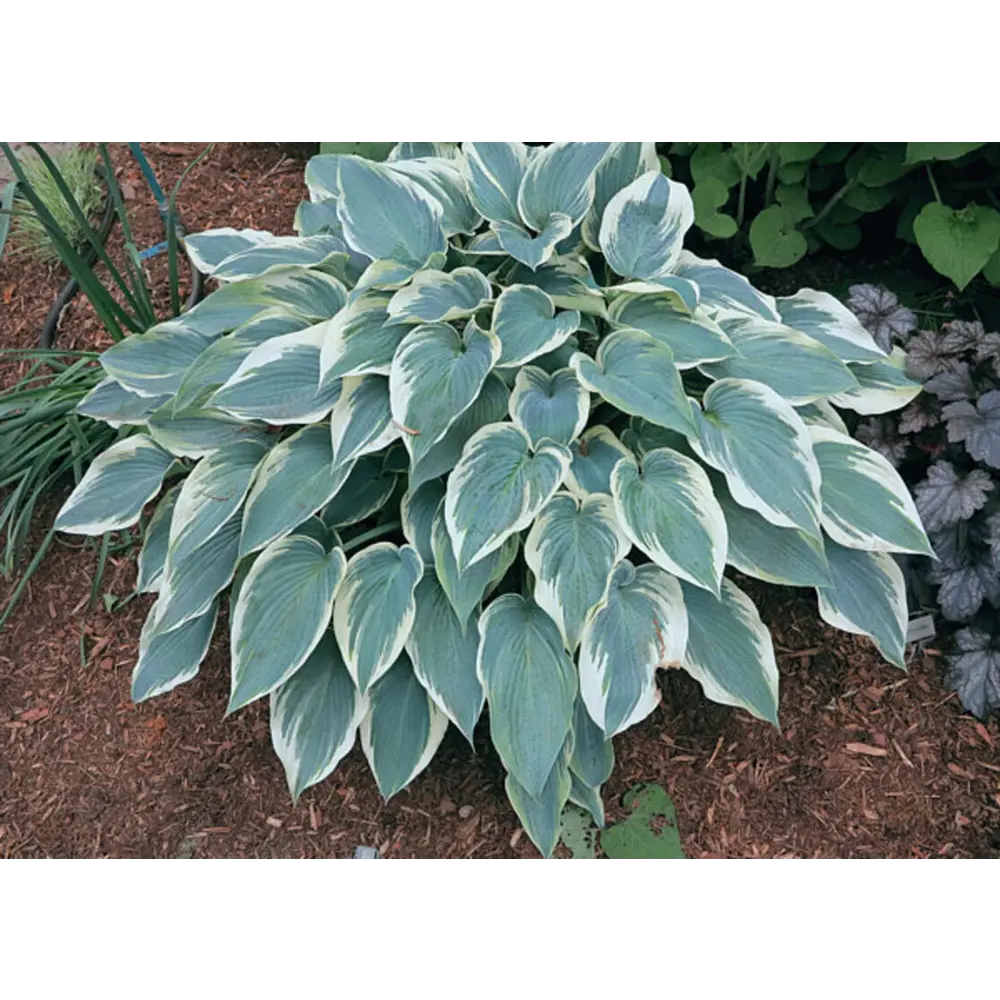 Хоста Эль Ниньо луковицы 1 Santreyd STLM-2007804