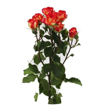 Роза тр саммер дэнс 70 см Santreyd 24689 - Вид №1