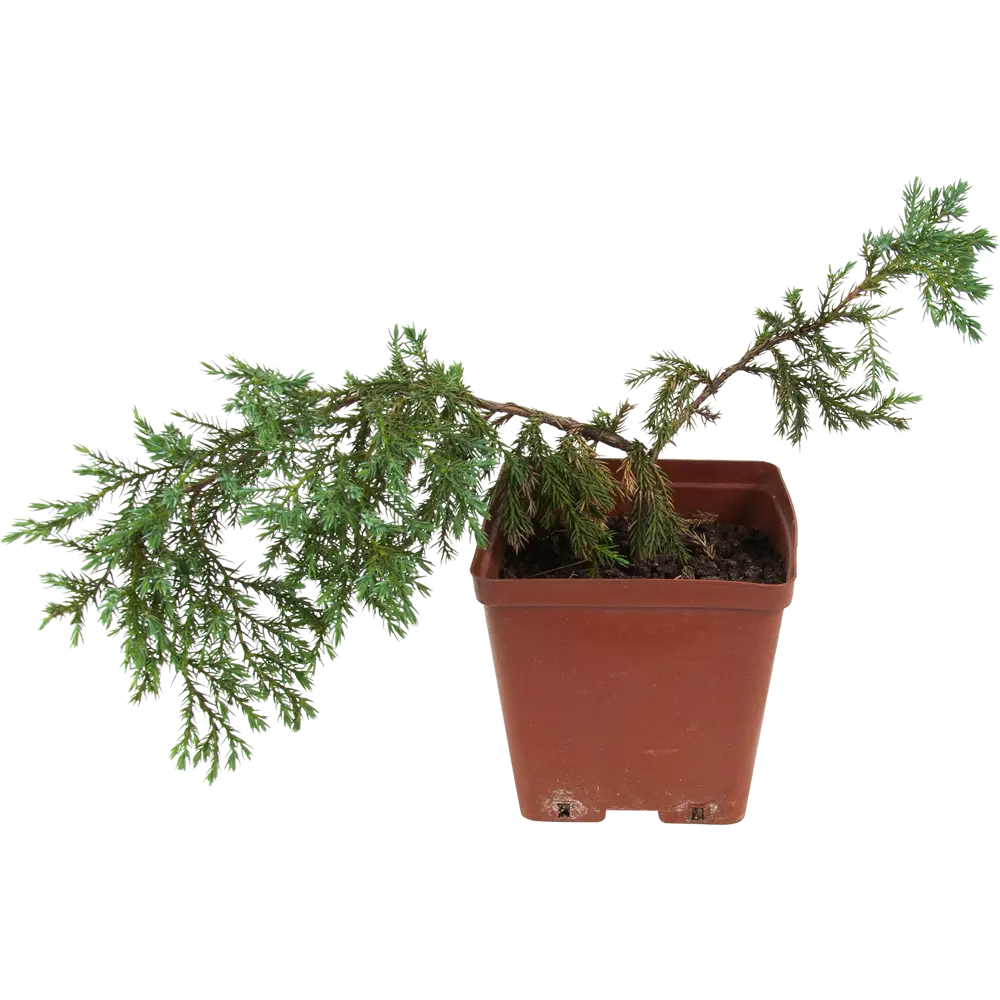 Можжевельник чешуйчатый «Блю Карпет» 15x30 см 82596781 STLM-2122790 Santreyd 