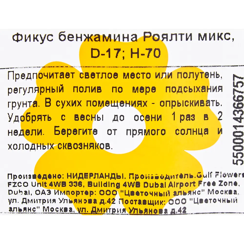 Фикус Бенджамина Роялти микс 17x70 см 83060625 STLM-2183759 Santreyd  - Вид №2