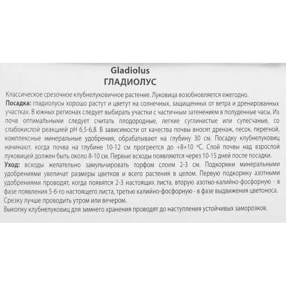 Гладиолус крупноцветковый Рейна де Солар, 3 шт ПОИСК STLM-2059576 - Вид №2