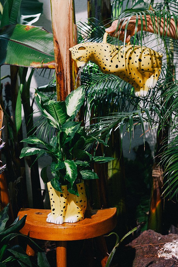 Лейка желто-черная керамическая Urban Jungle Cheetah DOIY  00-3871331 Желтый;черный  - Вид №2