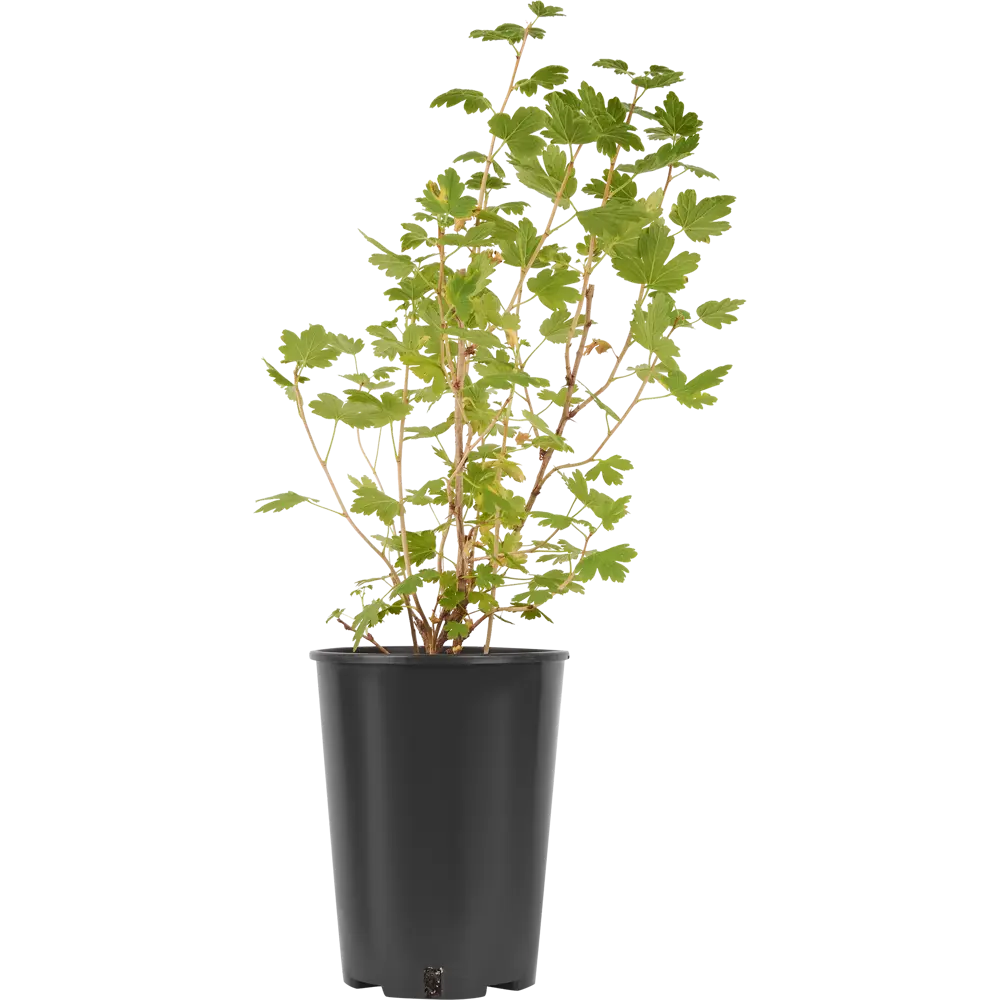 Крыжовник Командор от Santreyd - сильнорослый саженец с темно-красными ягодами 84347432 STLM-0048732 - Вид №2