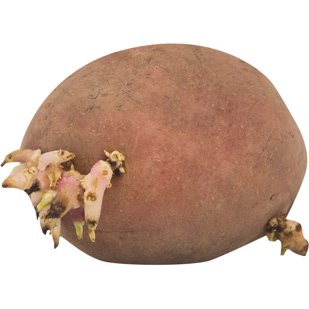 Картофель семенной «Ред Соня», 2 кг Santreyd STLM-2089208 - Вид №2