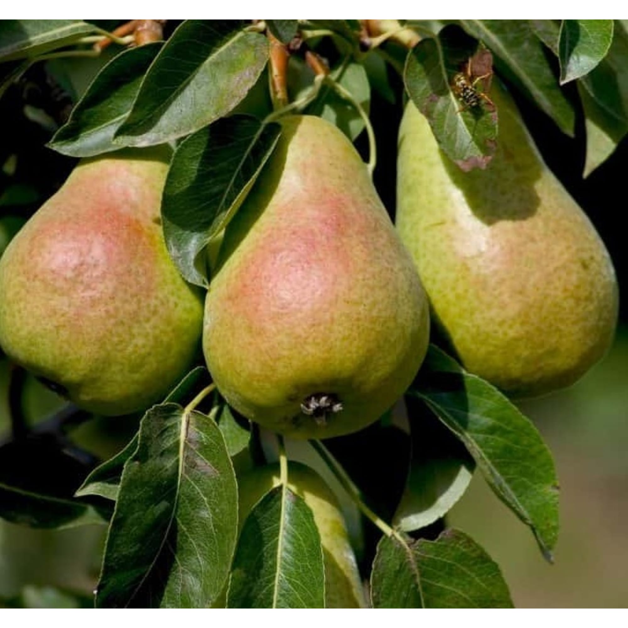 82596986 Груша «Кафедральная» C4 высота 140 см Santreyd  - Вид №2