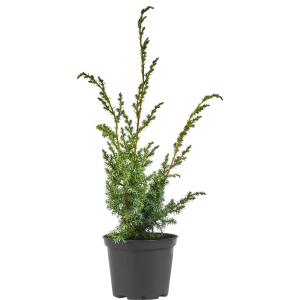 Можжевельник китайский Блю Альпс ø19 см h40-60 см 85088159 STLM-2103275