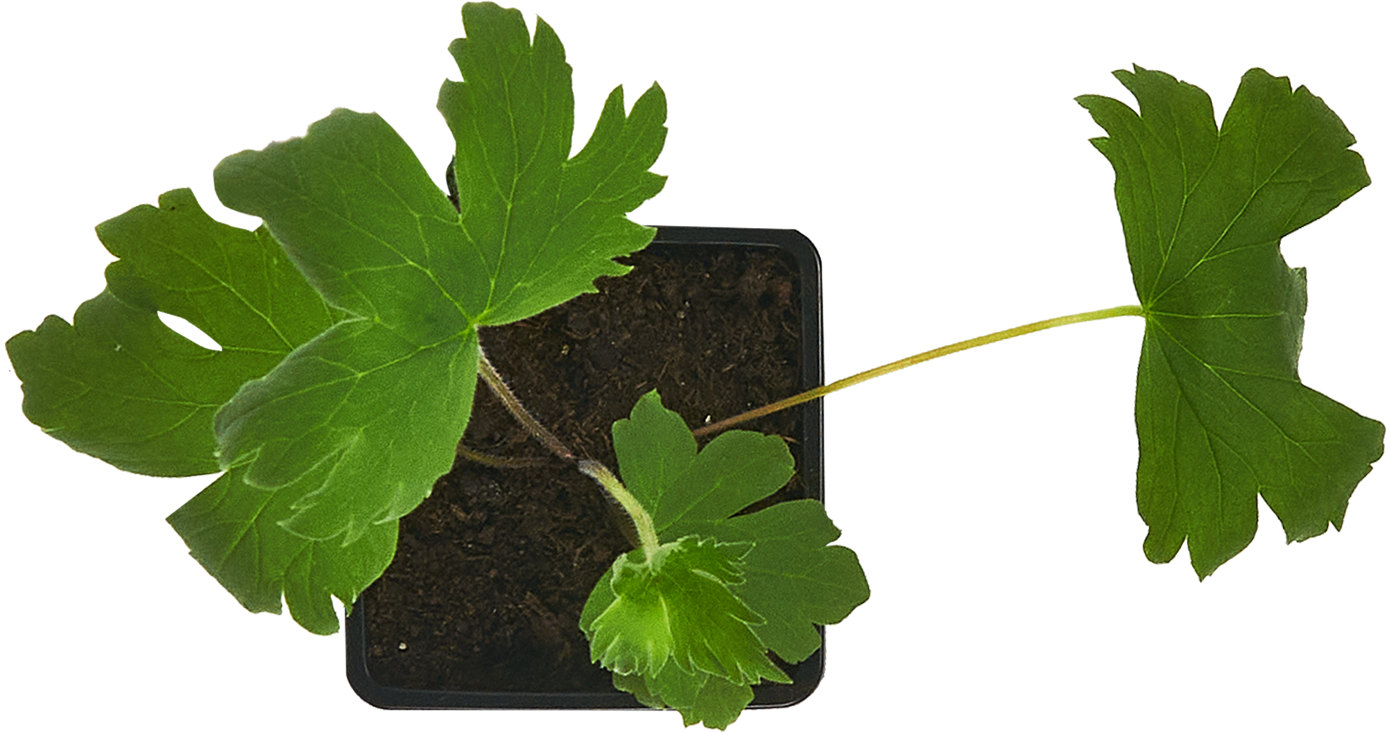 Дельфиниум культурный Santreyd - многолетняя рассада с яркими соцветиями 84845139 STLM-0055986 - Вид №1