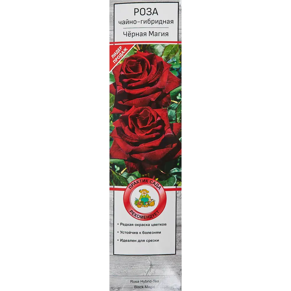 Розы чайно-гибридные «Черная Магия» 18348208 STLM-2034608 Santreyd 