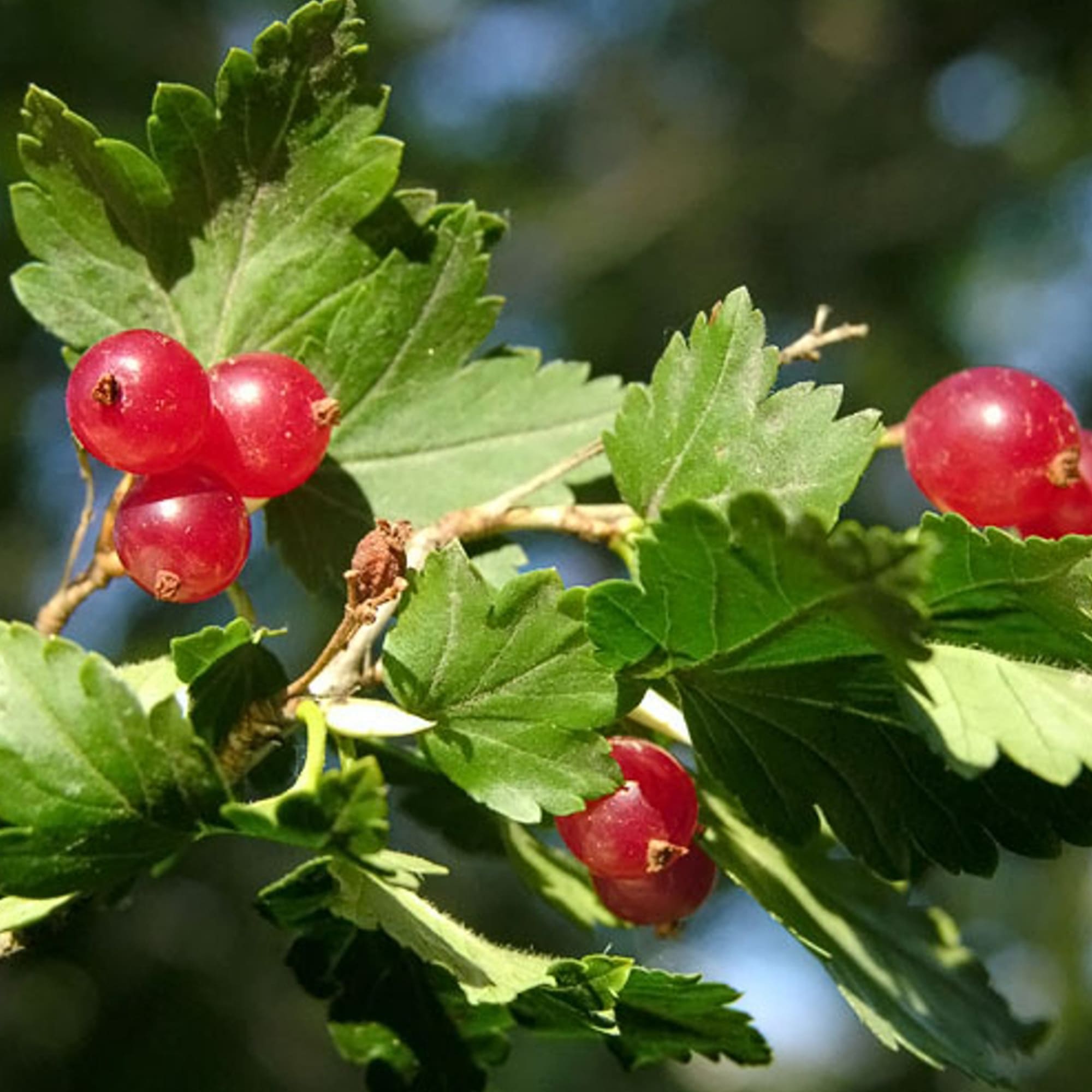 82237728 Смородина альпийская С2 30 см Santreyd  - Вид №1