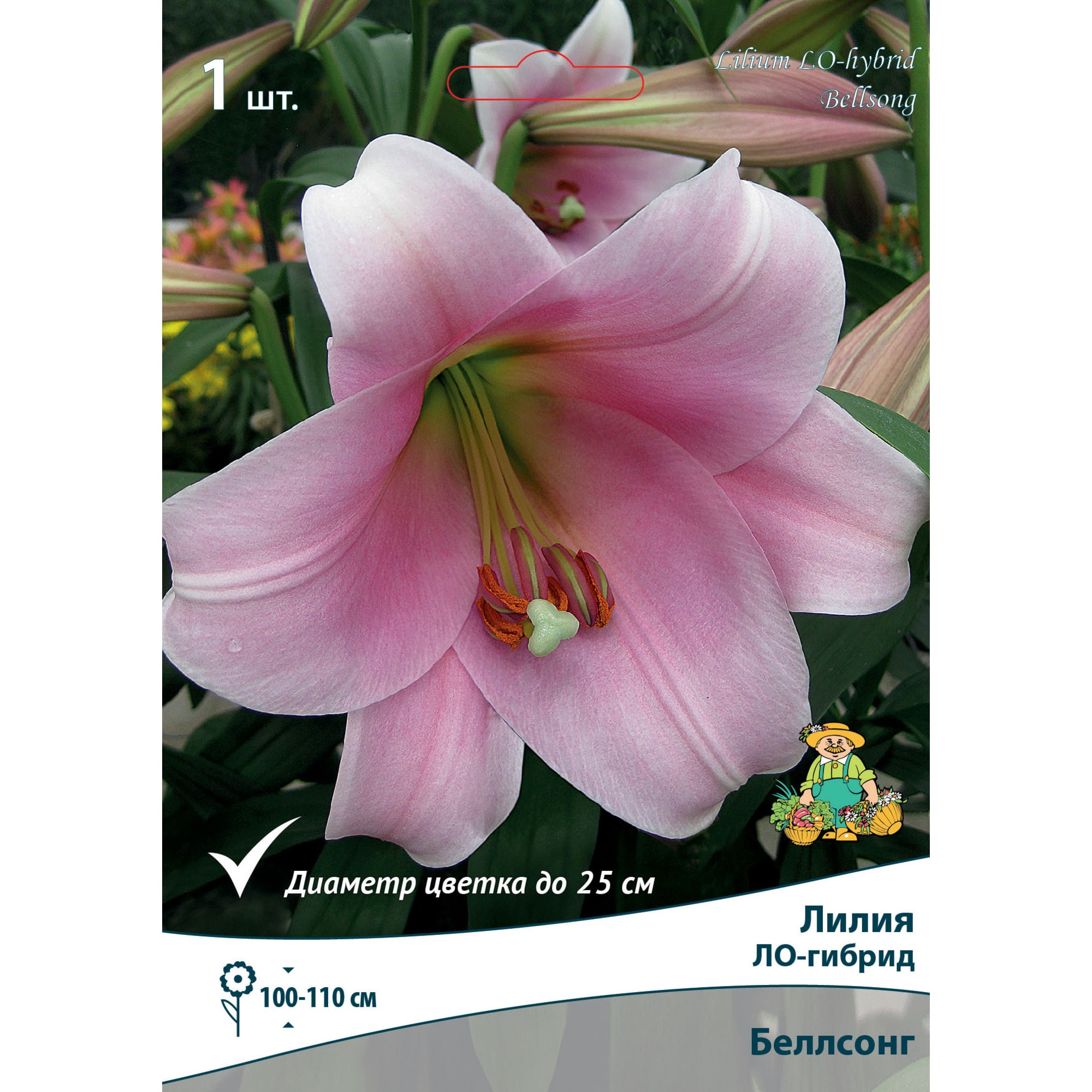 83597415 Лилия ЛО-гибрид Беллсонг луковица 14/16 Santreyd 