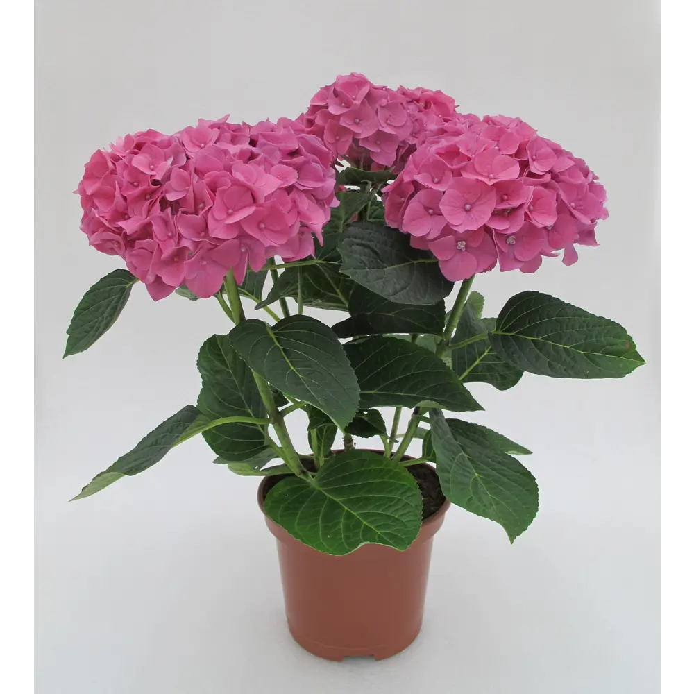 Гортензия «Макрофила» 19x45 см 82732673 STLM-2137098 Santreyd 