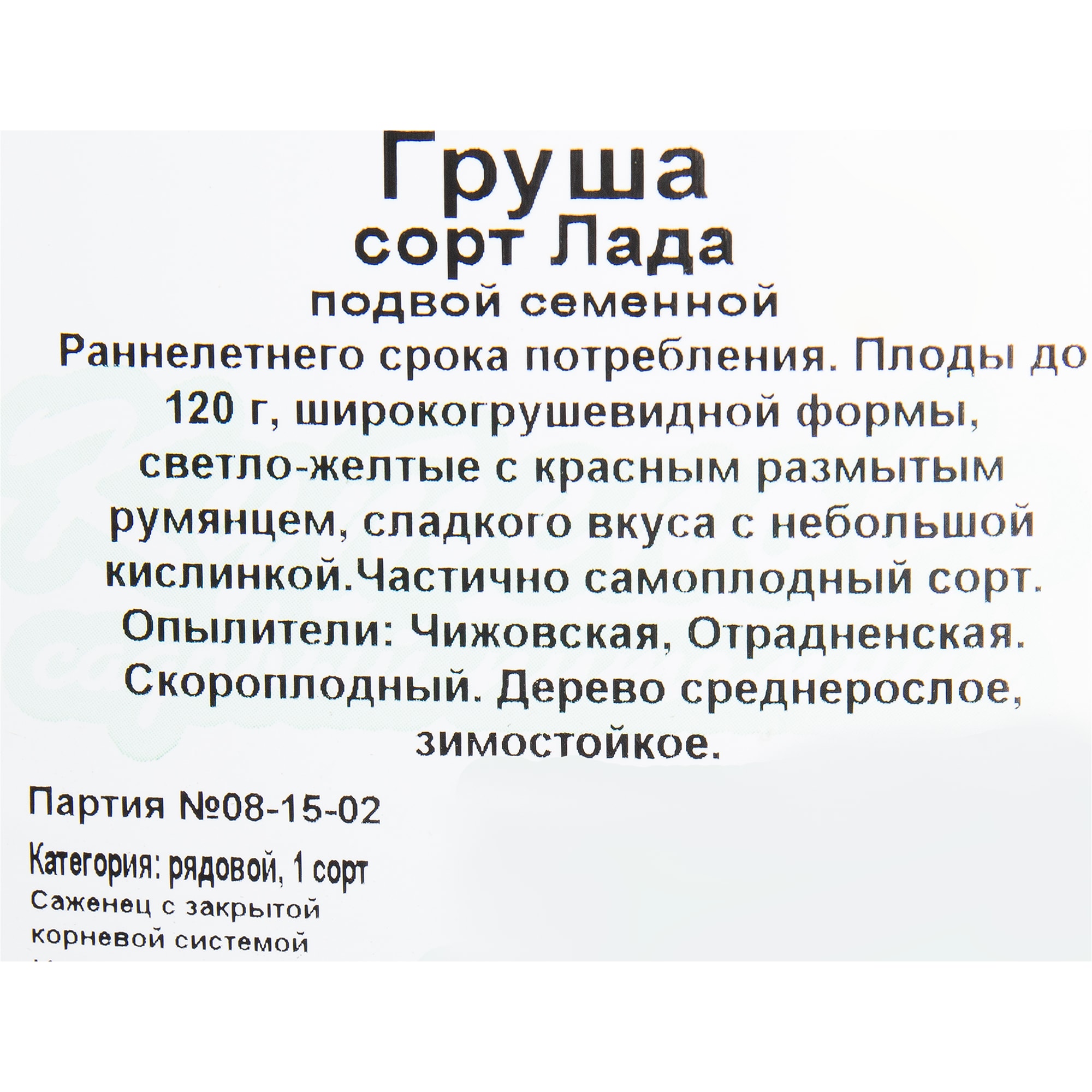 82596985 Груша «Лада» C4 высота 140 см Santreyd  - Вид №1