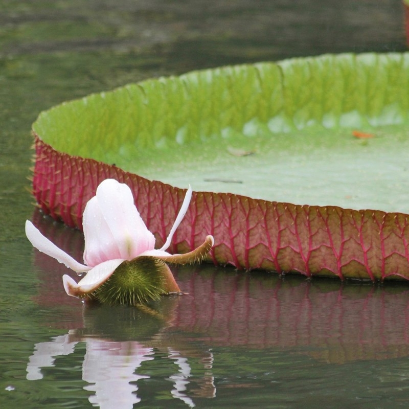 1350/CX38 Картина 1350 Adriani e Rossi  - Вид №3