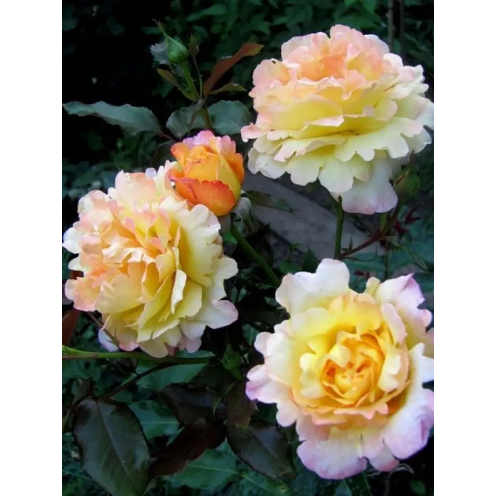 Роза чайно-гибридная Катрин Лаборде ø18 h20 см 89465448 STLM-2188204 PLANTMARKET 