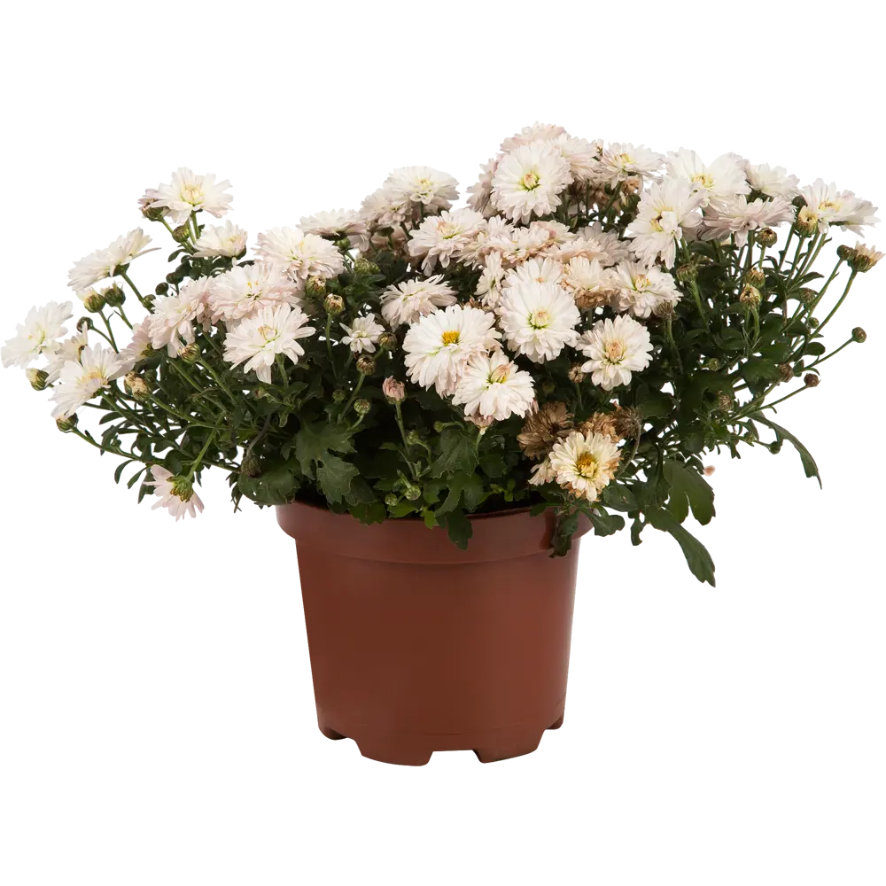 Хризантема индийская микс - разноцветная рассада в горшке 15 см 82755464 Santreyd STLM-1584971