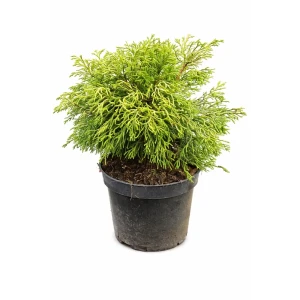 Кипарисовик туполистный Цаццуми Голд ø13 h15 см