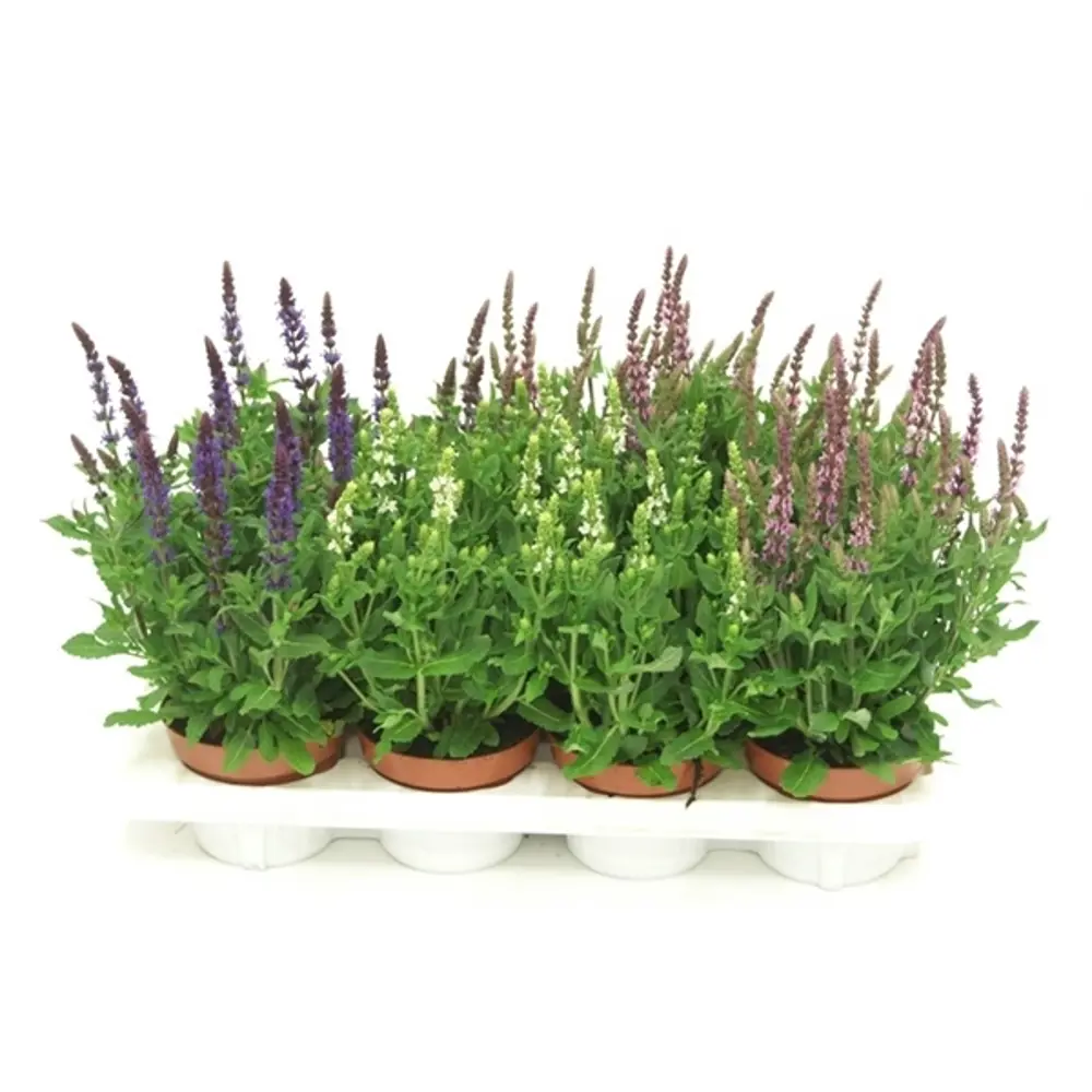 Шалфей микс Santreyd STLM-2043373