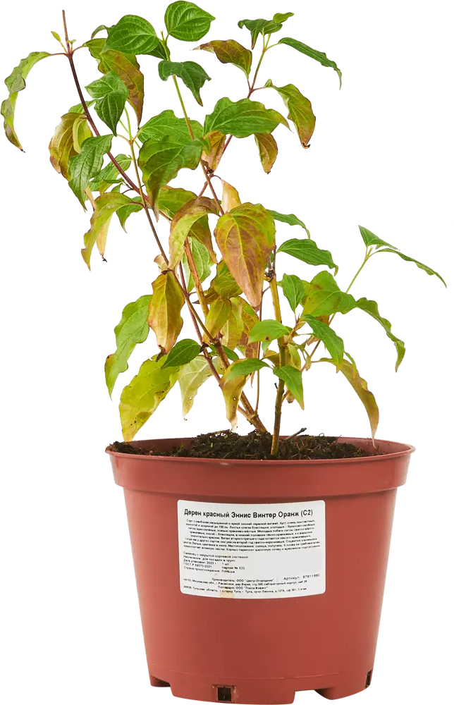 Santreyd Дёрен кроваво-красный - декоративный кустарник для живой изгороди 87811880