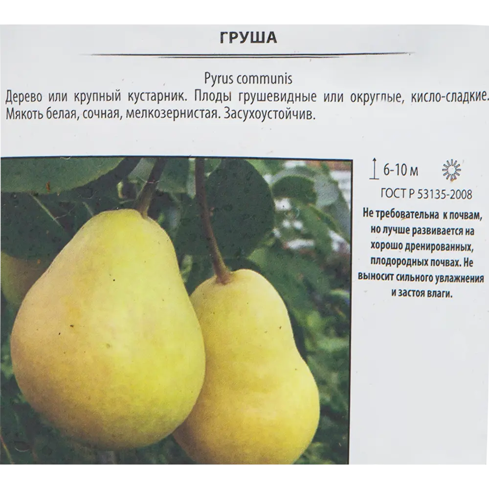 Саженец груши Осенняя Яковлева от Santreyd - морозостойкий сорт для вашего сада 82585411 STLM-0964723 - Вид №1