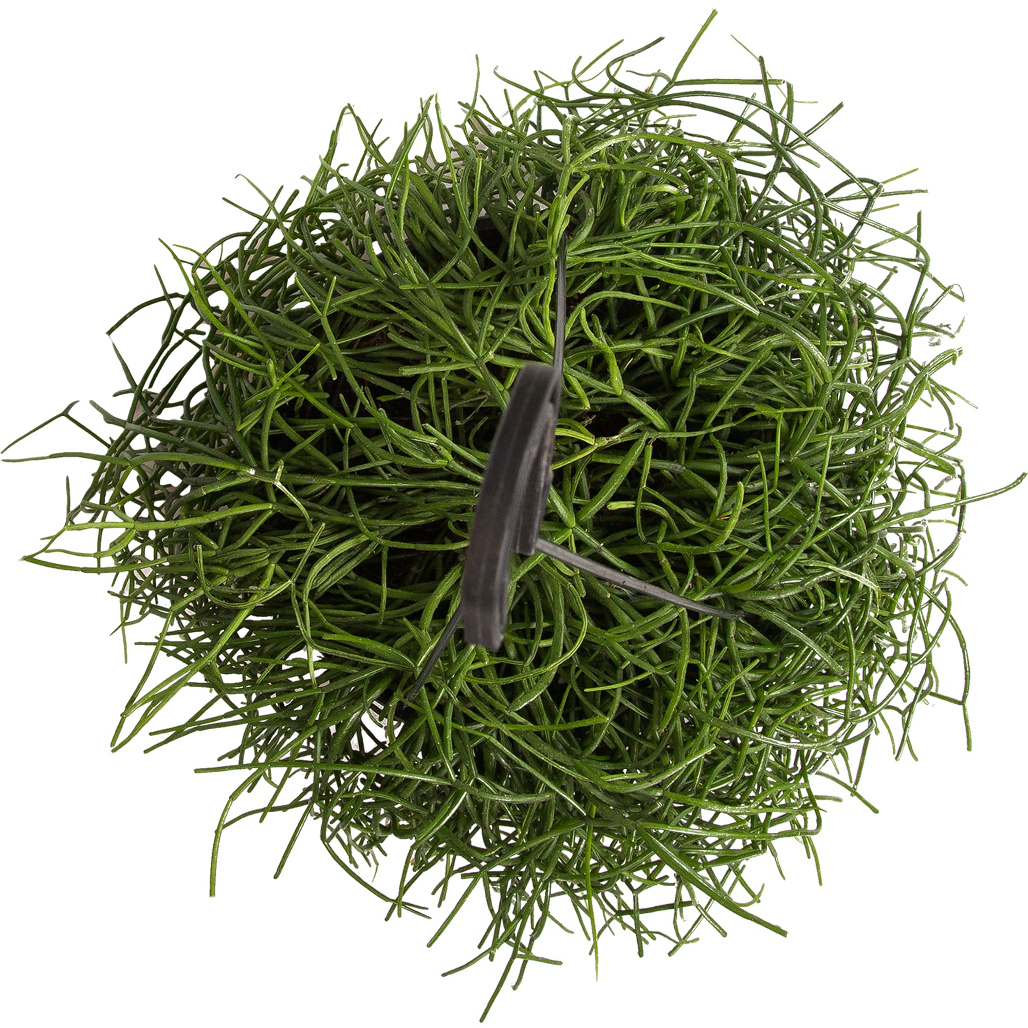 82850376 Рипсалис подвесной 17х25 см Santreyd  - Вид №1