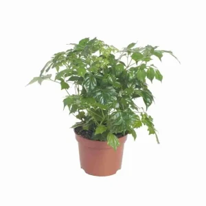 Santreyd Радермахера Дэниэл — тропическое украшение интерьера 89394842