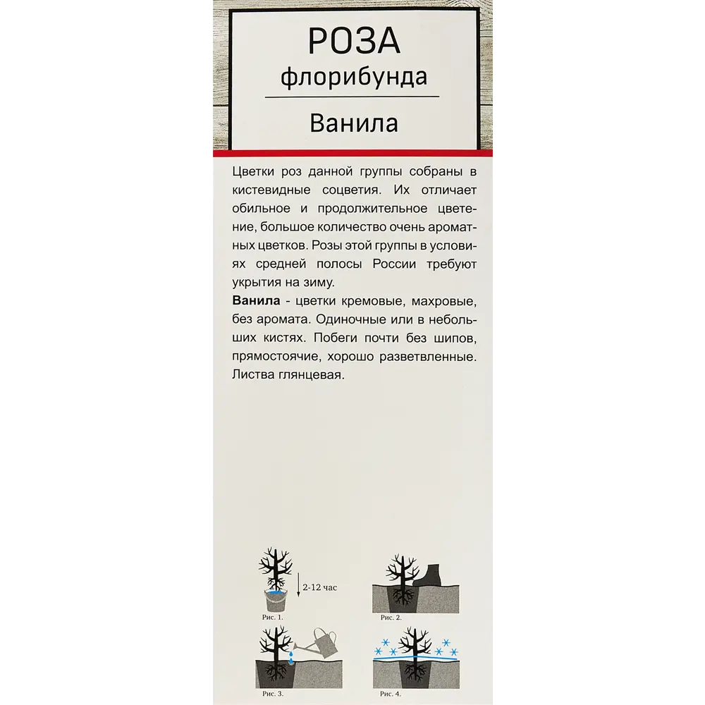 Роза флорибунда «Ванила» 81951222 STLM-2097777 Santreyd  - Вид №2