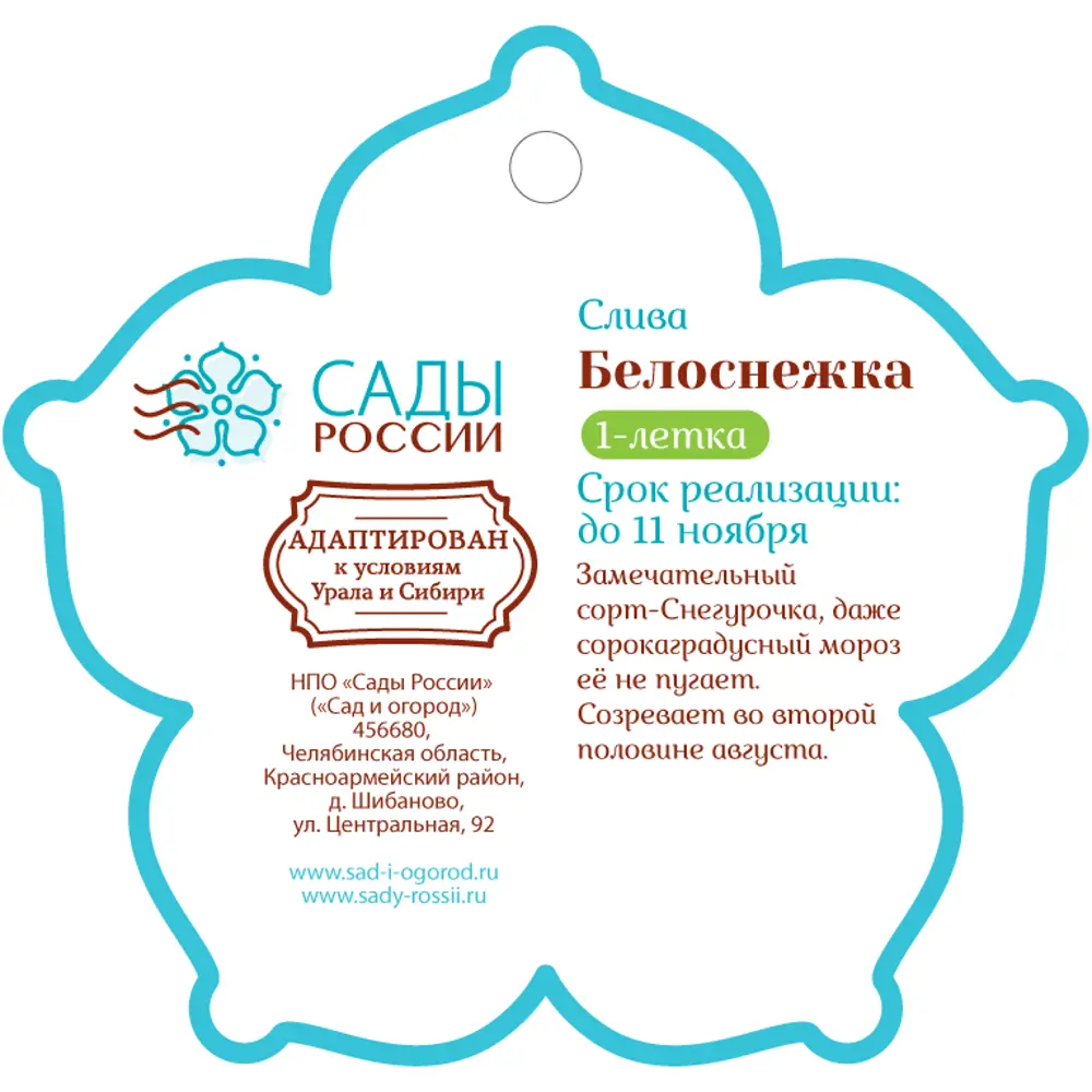 Слива «Белоснежка» 1 год 12.5x30-50 см 82610447 STLM-2114595 Santreyd  - Вид №1