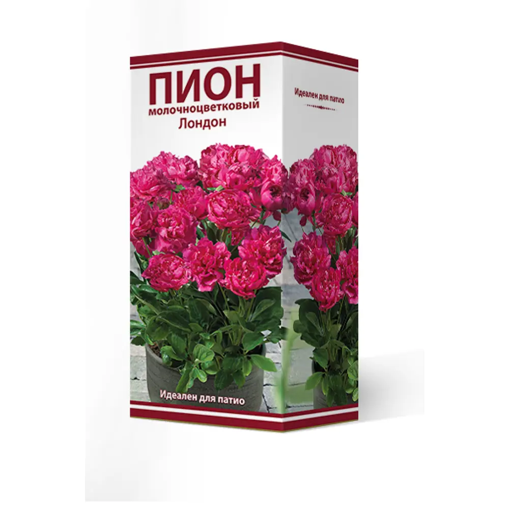 Пион молочноцветковый травянистый «Лондон для Патио» разбор 2-3 82661857 STLM-2006188 Santreyd 
