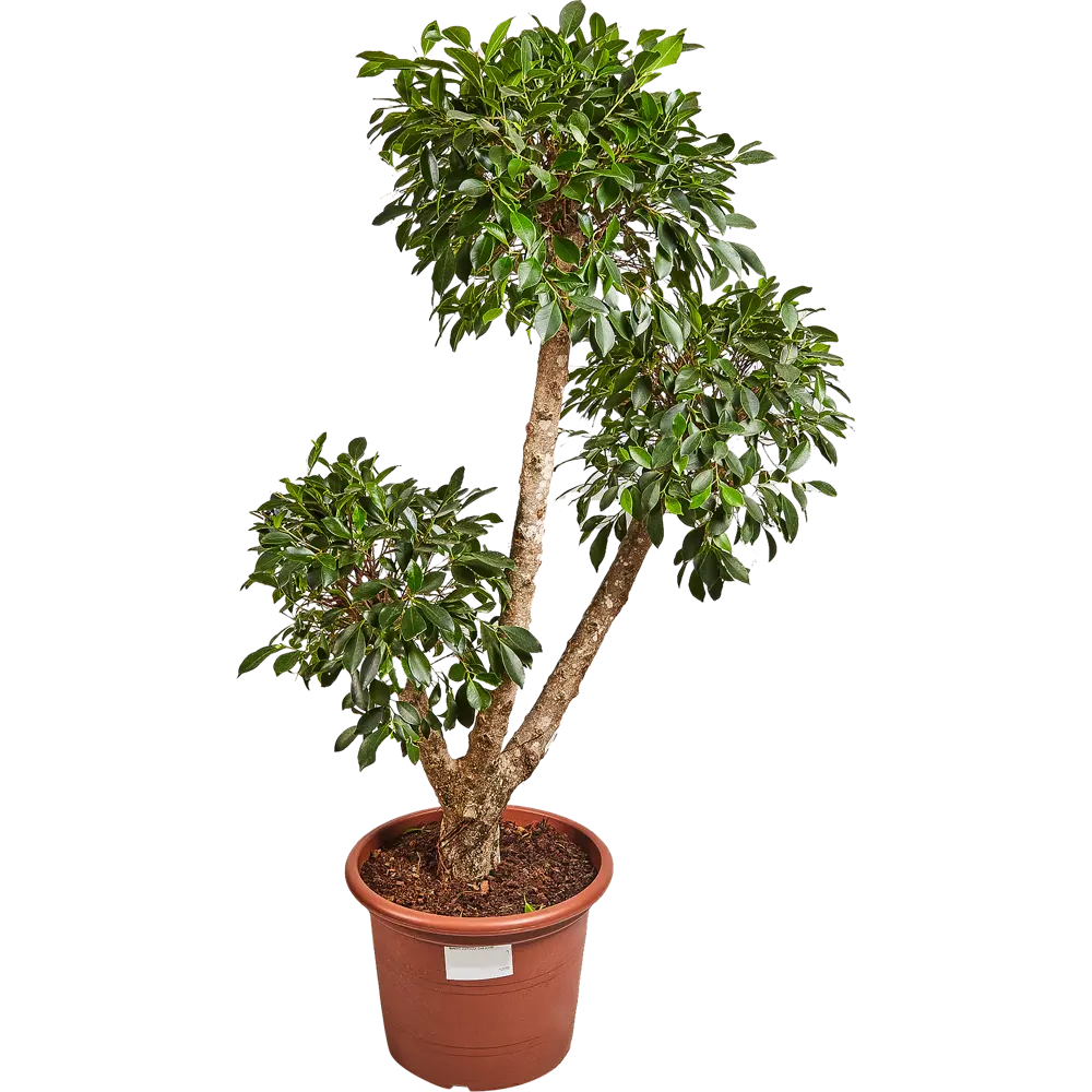 Фикус Нитида 45x160 см 82849690 STLM-2005188 Santreyd 