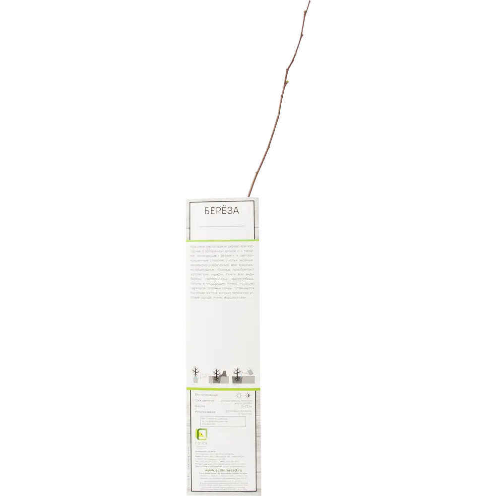 Береза повислая Юнги h35 см 82527640 STLM-2077067 Santreyd  - Вид №2