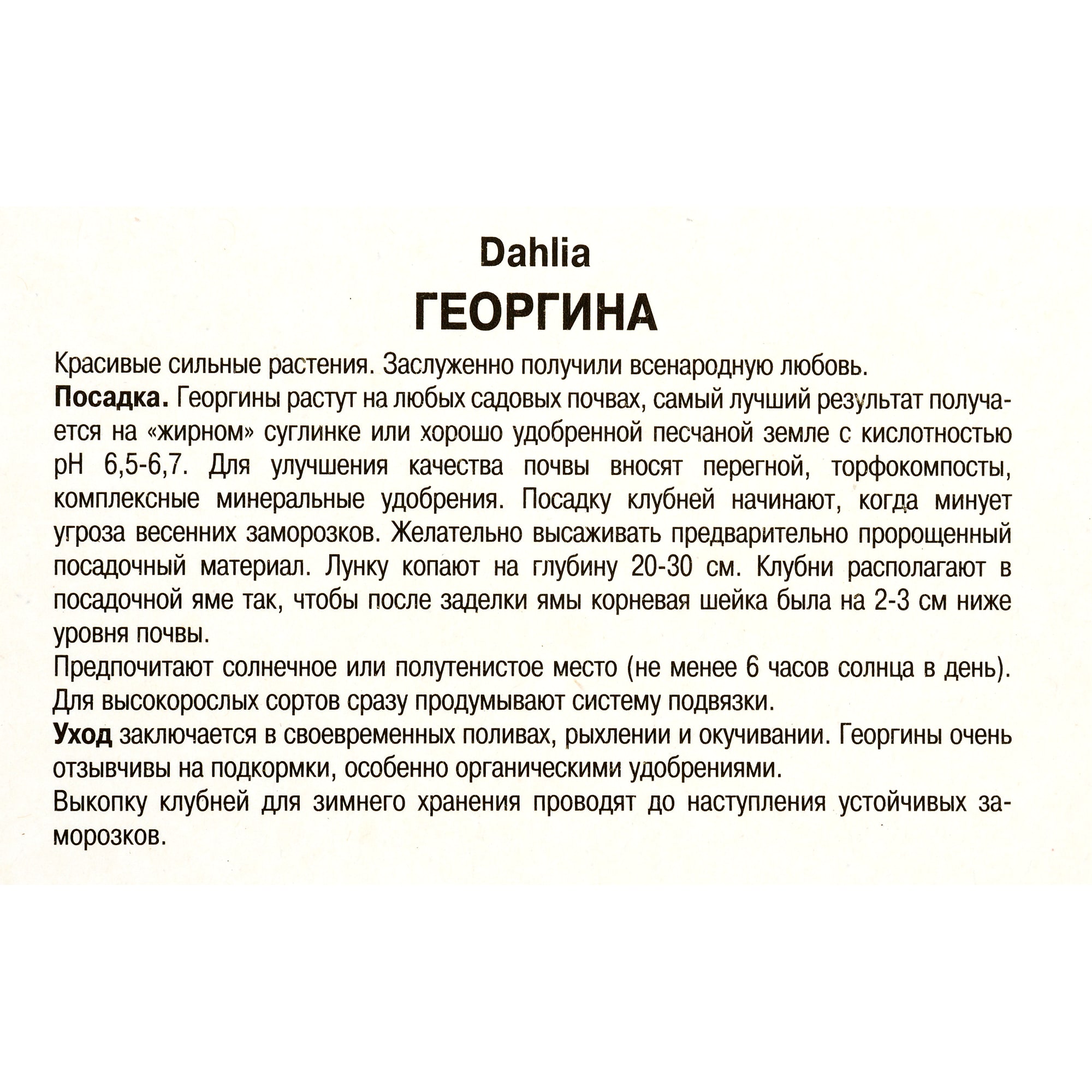 82118675 Георгины декоративные «Ориндж Наггет», 1 шт Santreyd  - Вид №2