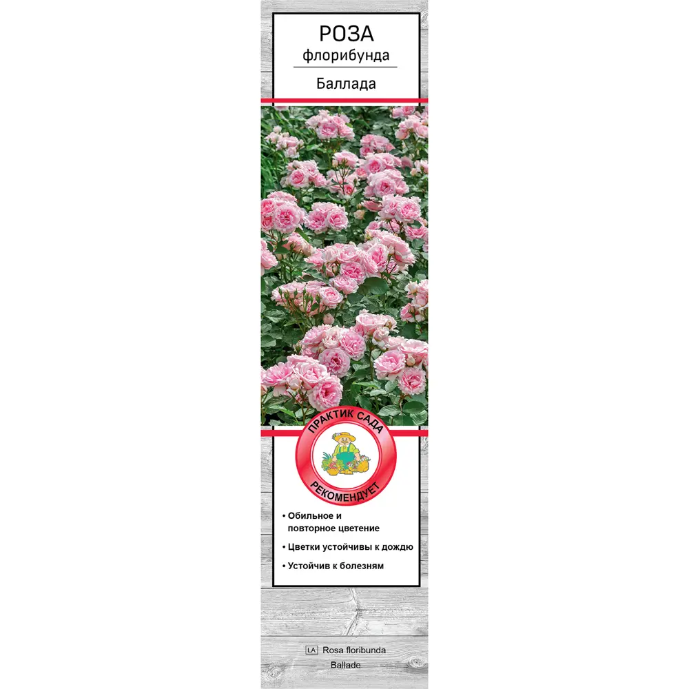 Роза флорибунда Баллада h37 см 83786578 STLM-2195428 Santreyd  - Вид №1
