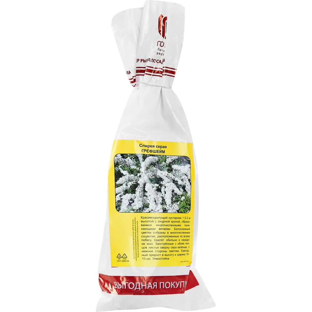 Спирея серая Грефшейм h40 см 83786854 STLM-2125645 Santreyd 
