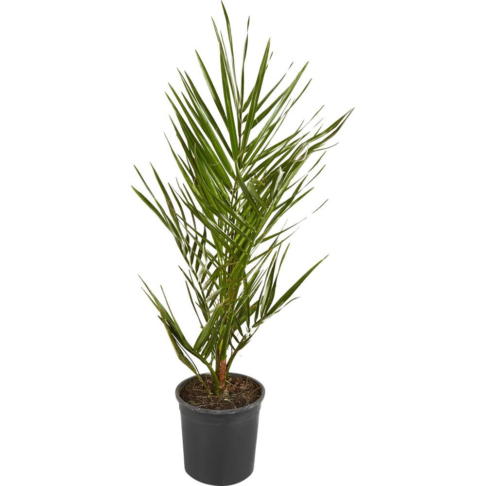 Финик Канарский 17x100 см 14471111 STLM-2165366 Santreyd  - Вид №1
