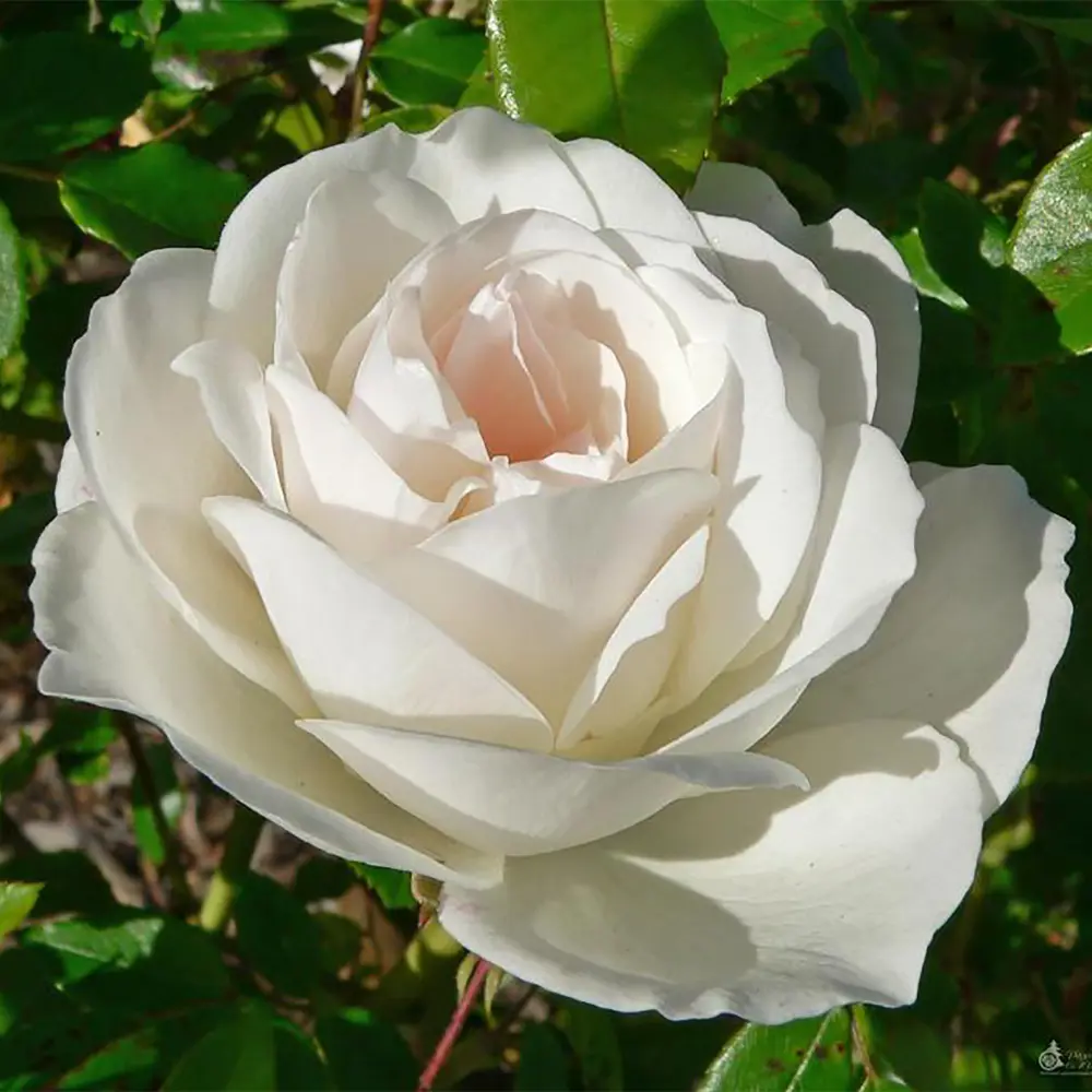 Розы флорибунда «Сноу Вайт» 18348558 STLM-2113816 Santreyd  - Вид №1