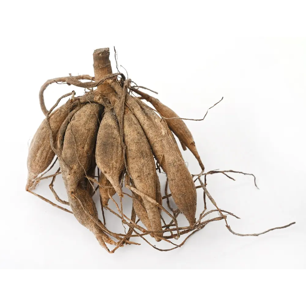 Георгина Geolia бахромчатая Тейбл Дансер STLM-2207904 - Вид №2