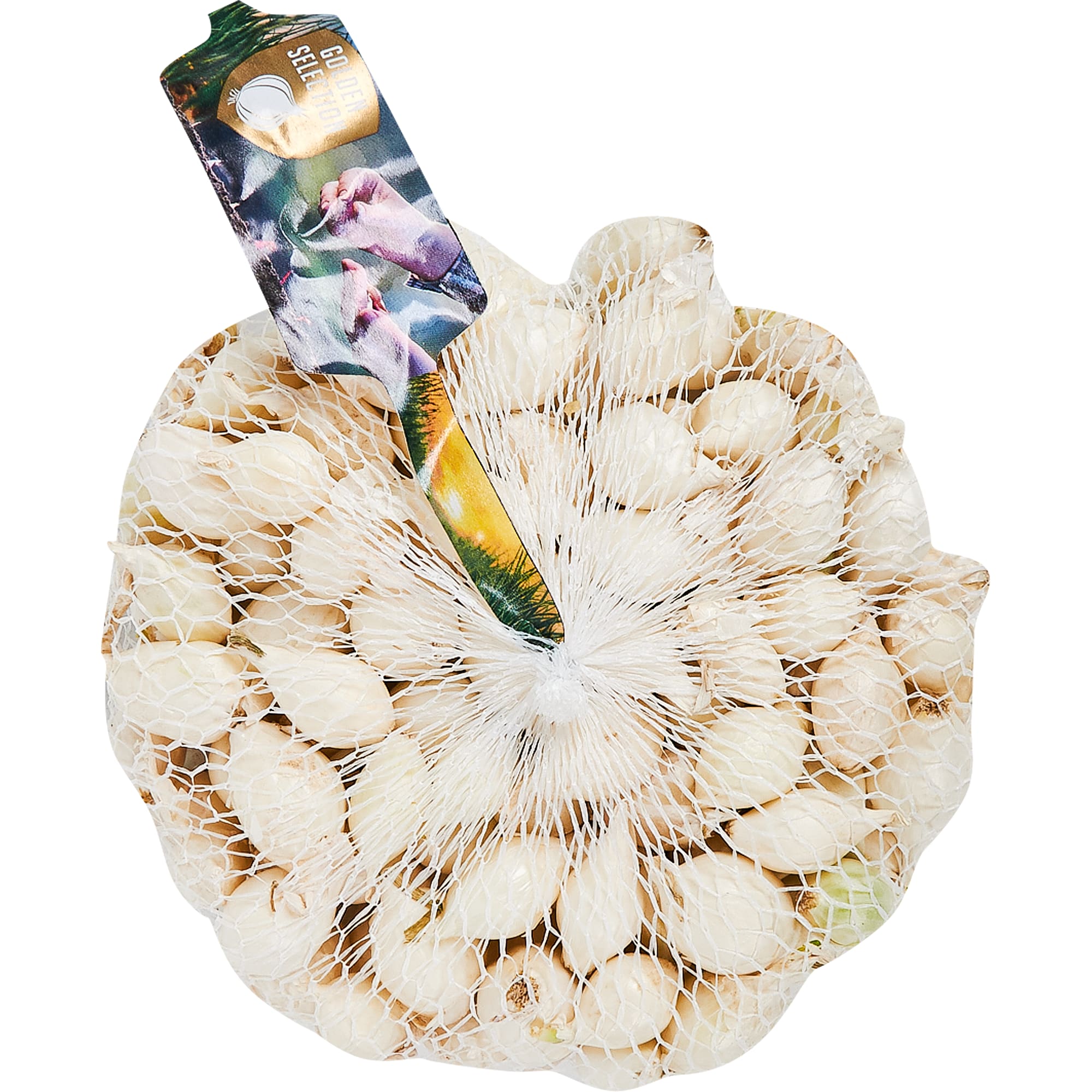 14472050 Лук-севок «Стардаст» 14/21 упаковка 0.45 кг Santreyd 